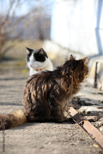 two cats sitting on the street