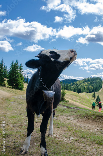 cow in the mountains Ukraine Carpathians