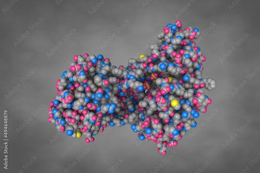 Twinning in crystals of human skeletal muscle d-glyceraldehyde-3-phosphate dehydrogenase. Space-filling molecular model. Scientific background. 3d illustration Twinning in crystals of human skeletal muscle d-glyceraldehyde-3-phosphate dehydrogenase. Space-filling molecular model. Scientific background. 3d illustration