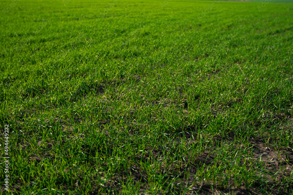 Obraz premium dense green grass on the field