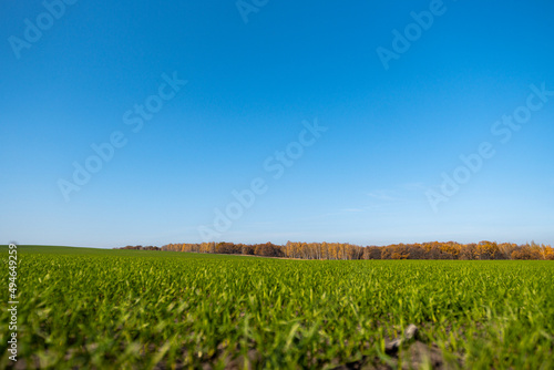 beautiful field with green grass and trees