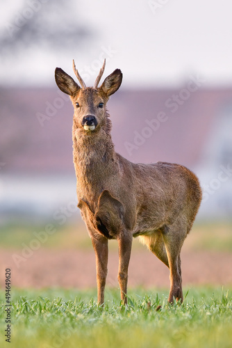Curious male wild deer in an open field