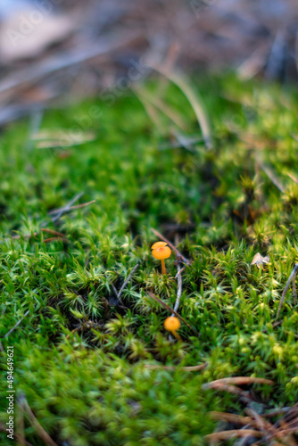 Wallpaper Mural green forest moss with mushrooms Torontodigital.ca