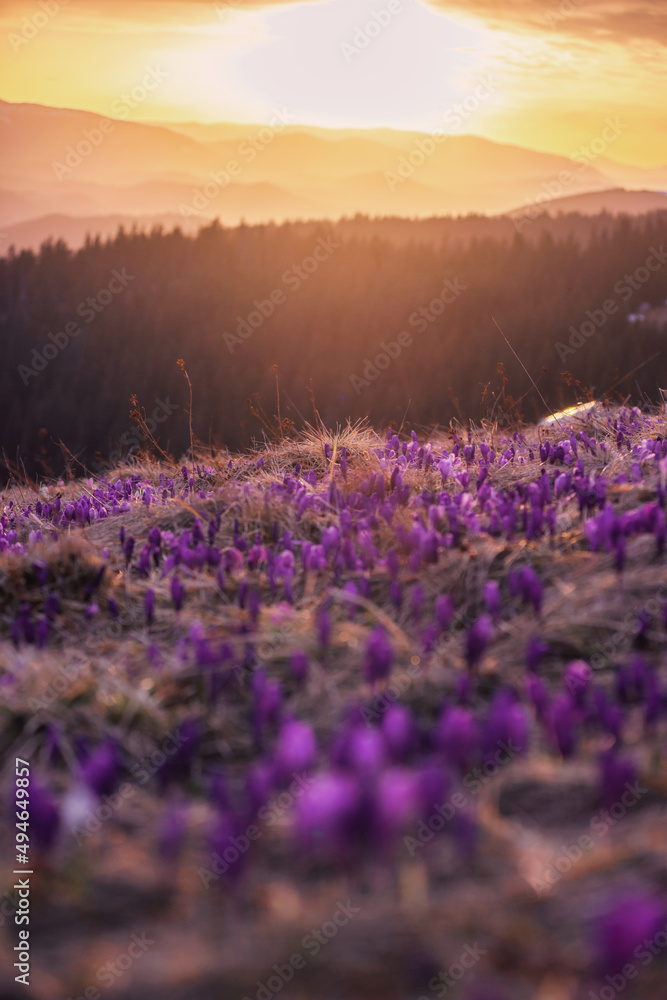 Obraz premium crocuses on the mountain sunset ukraine