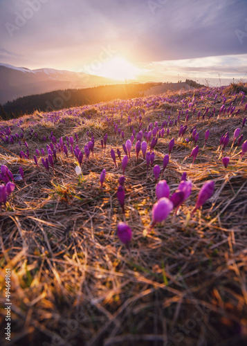 lavender field at sunset © Aleksandr