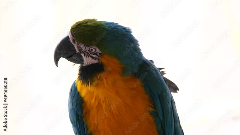Close Up Of Blue And Yellow Macaw Parrot In Nature against bright Sky - Slow Motion Close Up Of Blue And Yellow Macaw Parrot In Nature against bright Sky - Slow Motion