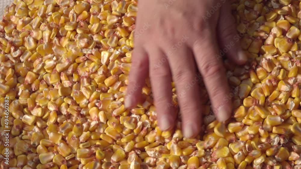 Human hands with corn grains Human hands with corn grains