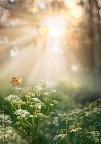 Beautiful natural atmospheric image of spring or summer morning forest with sunbeams breaking through and butterfly in wild grass. Magic and mystery of wild nature and environment. © Laura Pashkevich