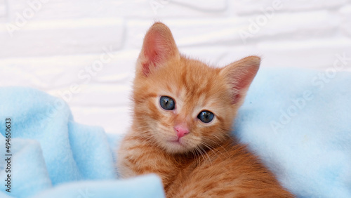 Close up ginger tabby curious kitten sits in a blue blanket and looks around. Pets concept