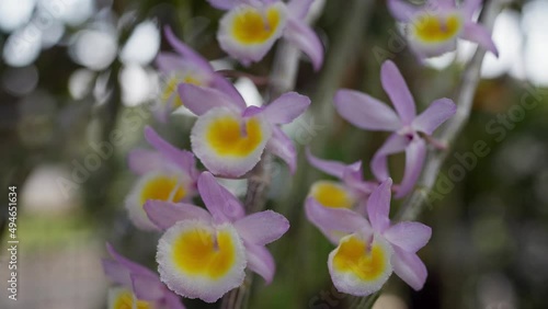 Close up Beautiful blossom yellow and pink Dendrobium primulinum in garden.