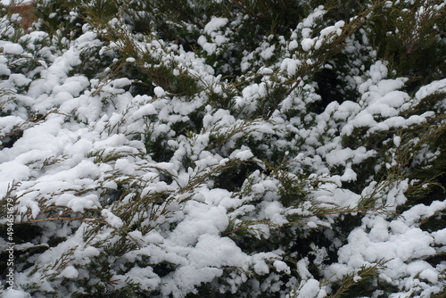Sprigs of savin juniper covered with snow in January