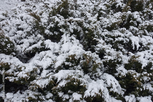 White snow on branches of savin juniper in January