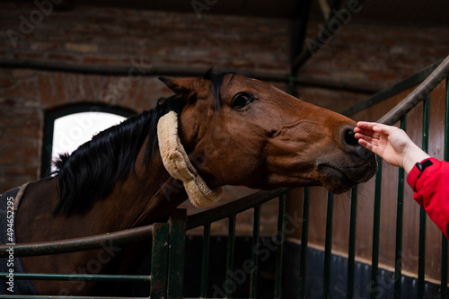 Beautiful brown horse in stable sniffing unrecognizable white person's hand. Mare making friendship with a human.