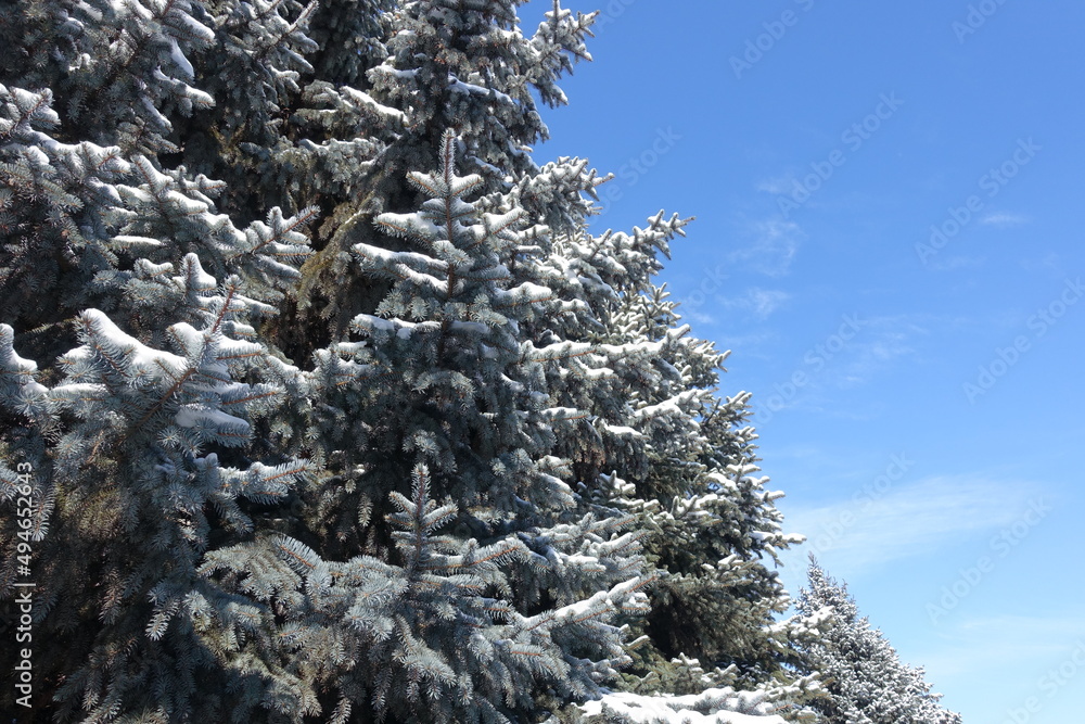 Grey green foliage of Picea pungens covered with snow against blue sky in mid February Grey green foliage of Picea pungens covered with snow against blue sky in mid February