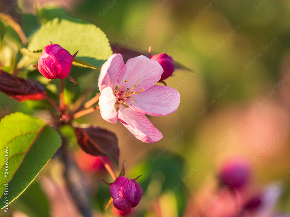 Fresh pink flowers of a blossoming apple tree with blured background Fresh pink flowers of a blossoming apple tree with blured background