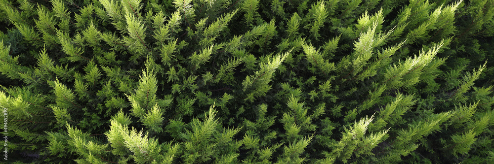 Closeup of green branches of evergreen thuja background - obrazy, fototapety, plakaty 