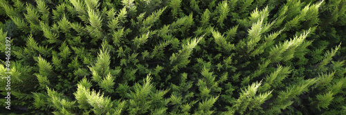 Closeup of green branches of evergreen thuja background
