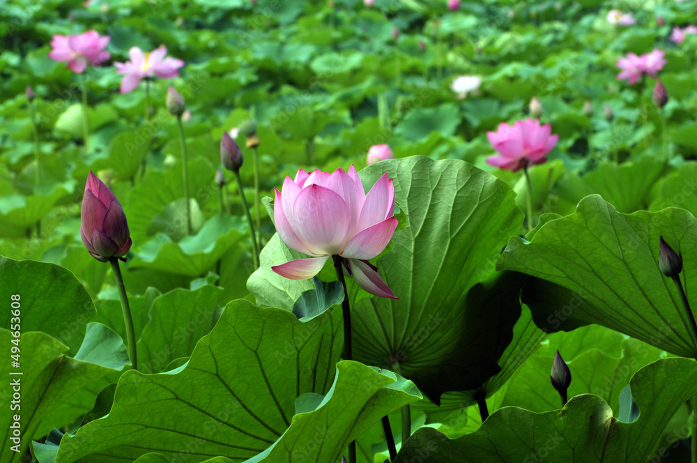 Blossoming lotus flowers