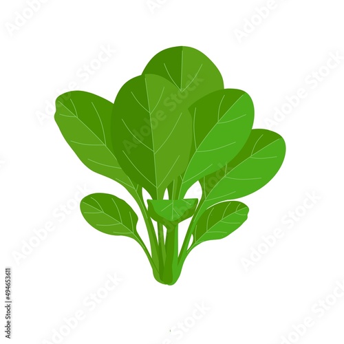 Vector illustration, fresh spinach leaves isolated on white background, as a banner, poster or template, national spinach day.