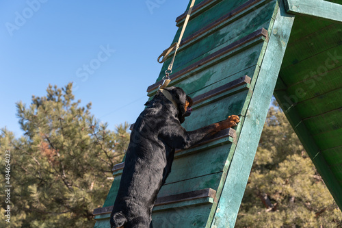 A large black dog climbs up a high wooden slide. Adult male Rottweiler in agility and endurance training. The owner is guarding the pet with the leash pulled upwards. Side view. Part of the series