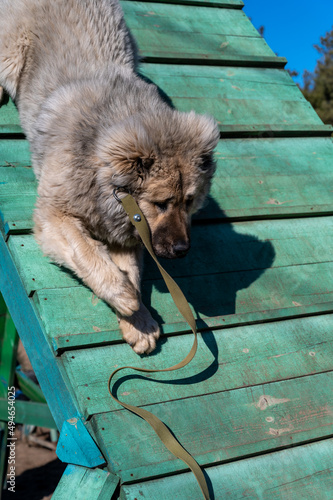 A large gray dog walks headfirst down a green wooden gymnasium. High slide on an obstacle course. Male Caucasian shepherd dog breed. Pet agility training. photo