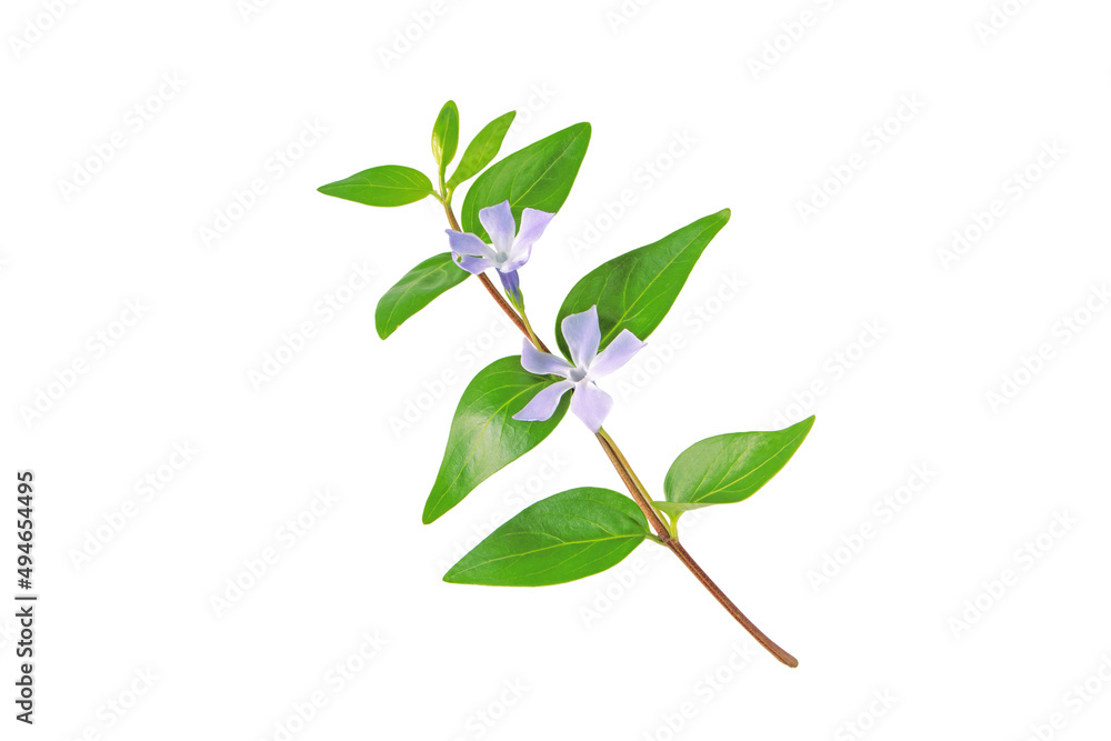 Periwinkle branch with purple flowers and leaves isolated on white Periwinkle branch with purple flowers and leaves isolated on white