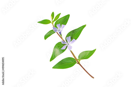 Periwinkle branch with purple flowers and leaves isolated on white © photohampster
