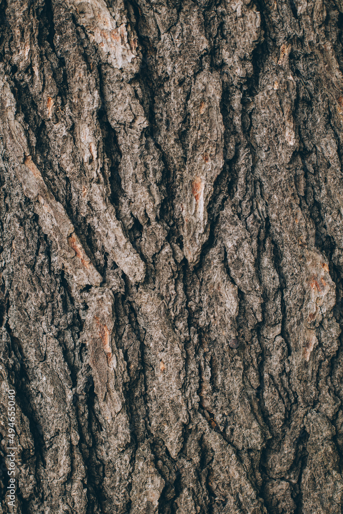 Dark wooden texture or background. Dark wooden texture or background.