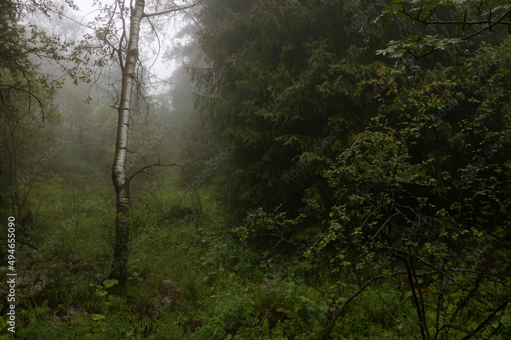 Obraz premium fog in the forest