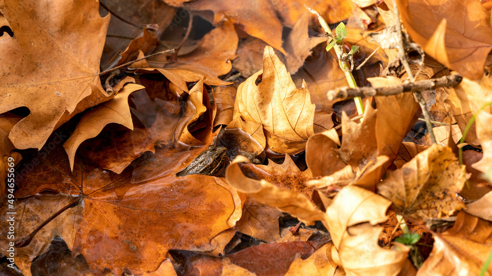 automnal feuille nature foret chute 