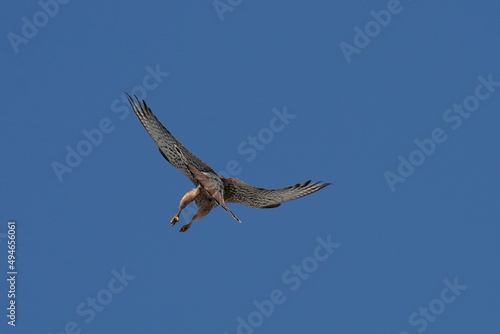 common kestrel in the blue sky