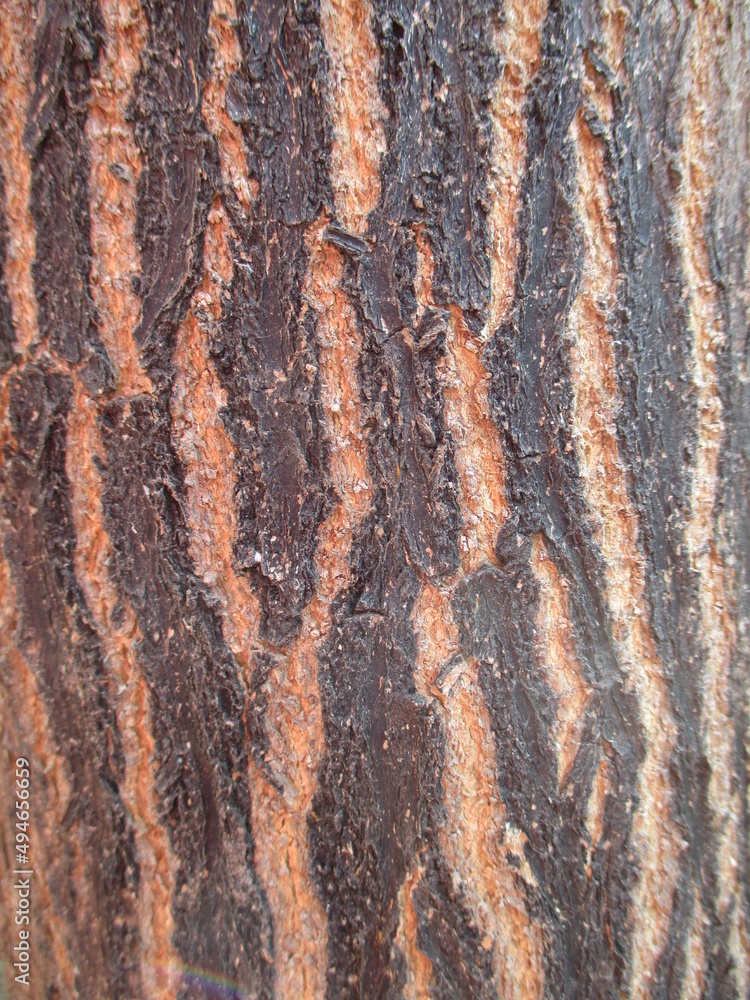 Textured tree Bark Textured tree Bark