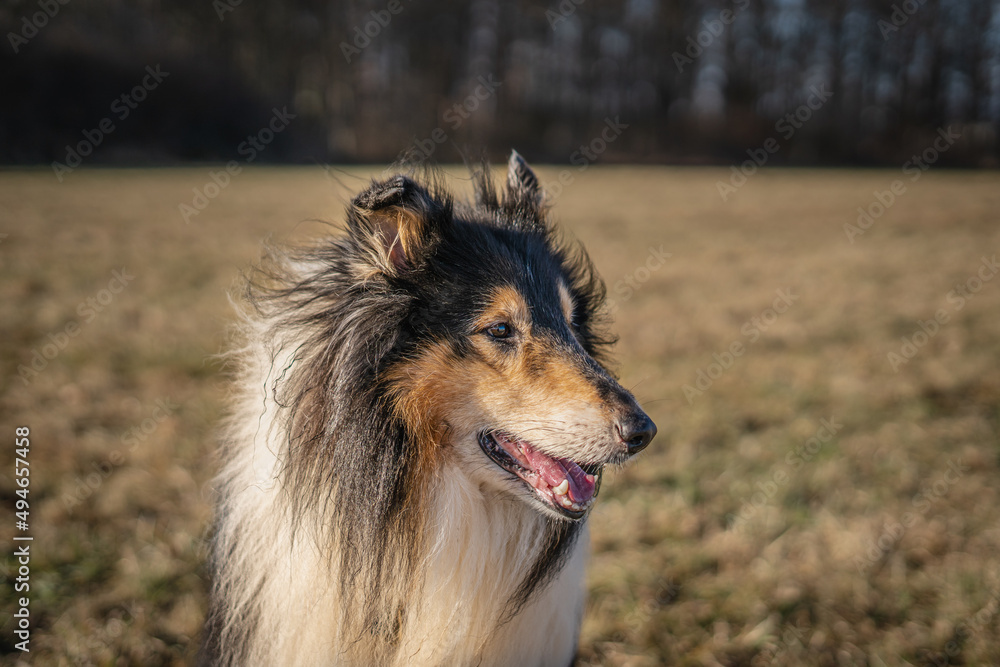 Amazingly intelligent collie dog Dexter posing during the sunny day. Amazingly intelligent collie dog Dexter posing during the sunny day.
