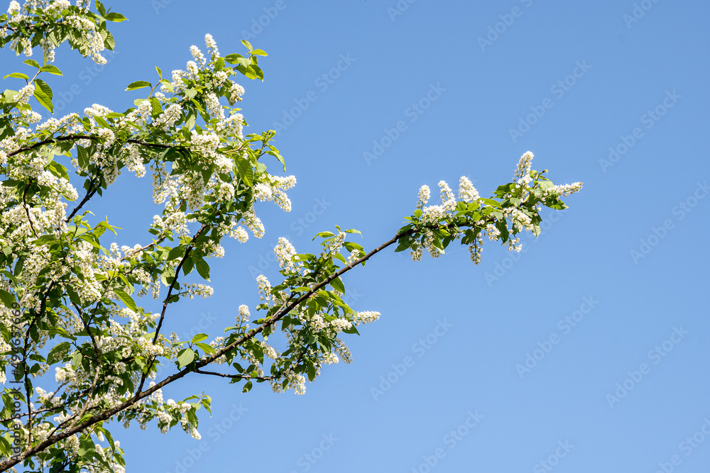 Spring flowering. White flowers on a tree against a clear blue sky in clear sunny weather. Flowering fruit tree. Spring mood. Spring flowering. White flowers on a tree against a clear blue sky in clear sunny weather. Flowering fruit tree. Spring mood.