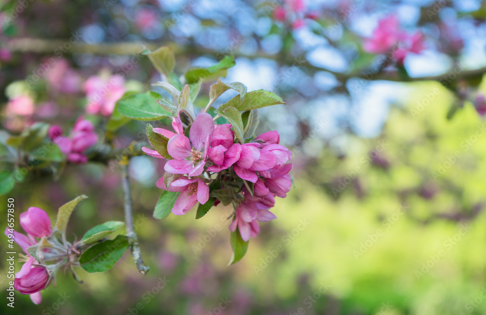 Malus niedzwetzkyana, or Niedzwetzky's apple at spring Malus niedzwetzkyana, or Niedzwetzky's apple at spring