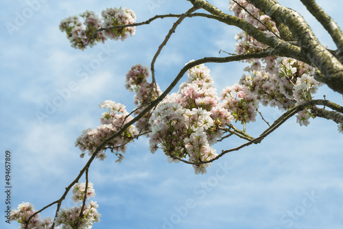 cerasus subhirtella pendula  in bloom photo