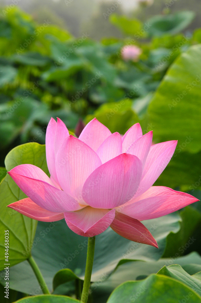 Blossoming lotus flowers Blossoming lotus flowers