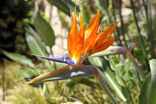 Bird of Paradise flower, South Africa 