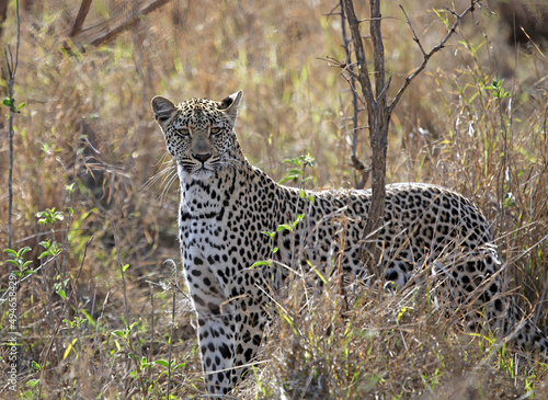 Leopard amongst long grasses  South Africa 