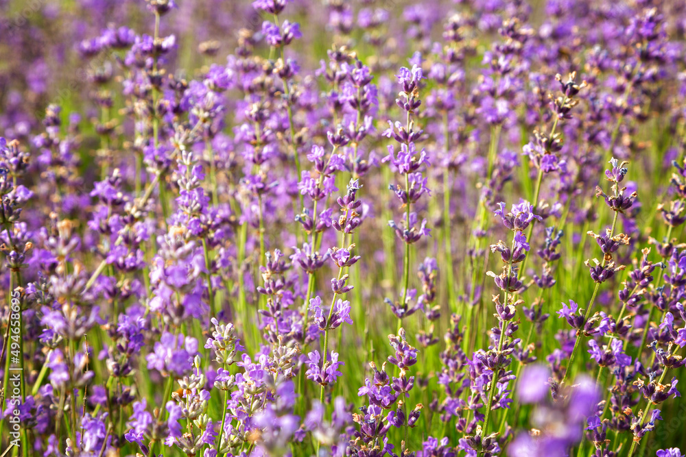 Naklejka premium Purple color lavender flower field closeup background