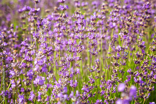 Purple color lavender flower field closeup background