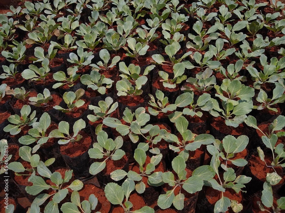 Brassica oleracea plant growing in a farm Brassica oleracea plant growing in a farm