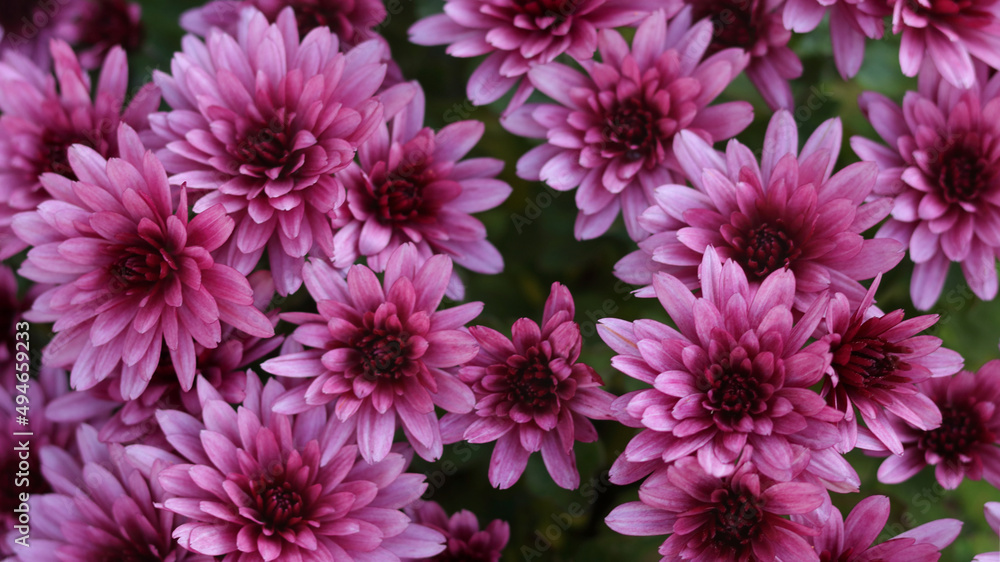 Pink Chrysanthemums in the autumn garden .Background of many small pink flowers of Chrysanthemum. Beautiful autumn flower background. Chrysanthemums Flowers blooming in garden at spring day. Pink Chrysanthemums in the autumn garden .Background of many small pink flowers of Chrysanthemum. Beautiful autumn flower background. Chrysanthemums Flowers blooming in garden at spring day.