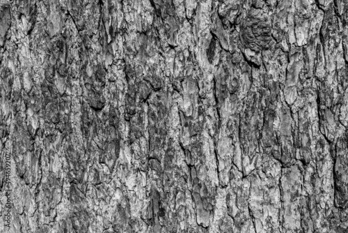 Gray background of tree bark, close-up. Natural texture of tree trunk. A backing of relief texture of oak bark for branding, calendar, card, banner, cover, website. A place for your design or text
