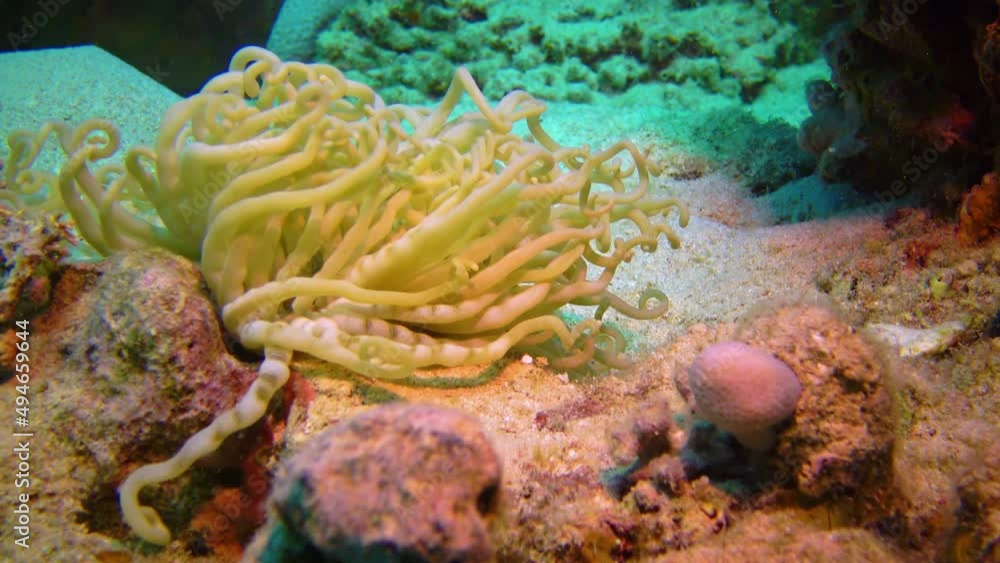 Anemone tentacles in a coral biocenosis with tropical fish on a reef in the Red Sea, Egypt Anemone tentacles in a coral biocenosis with tropical fish on a reef in the Red Sea, Egypt