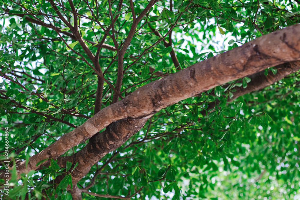 Fototapeta premium The mystical tree has a trunk across the middle. Take a photo from below use as wallpaper