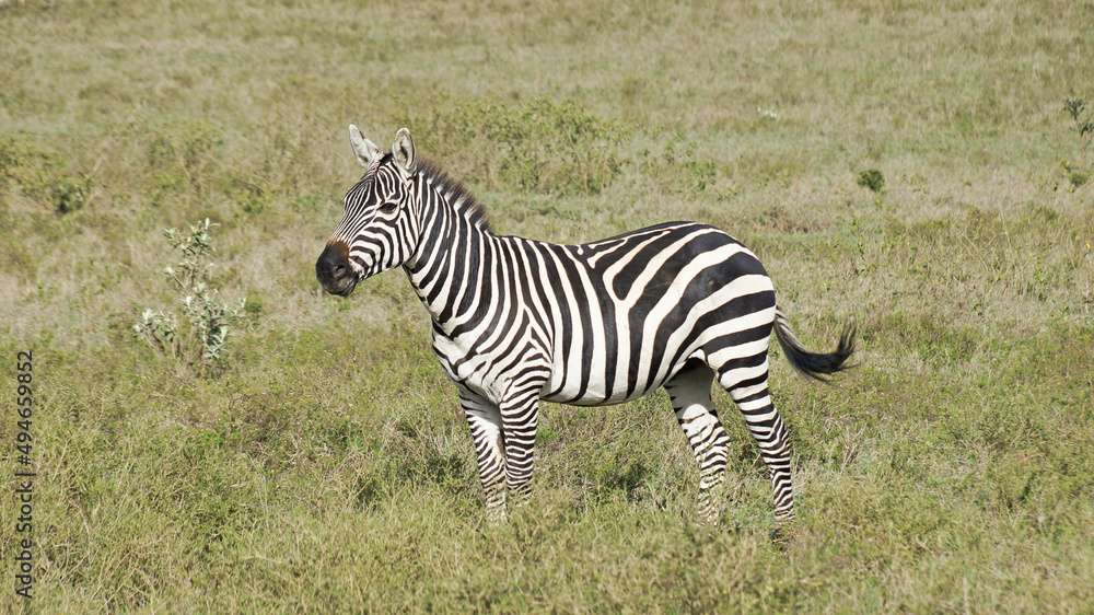 The plain zebra walks and grazes on the green plains of Kenya. Zebra in the pasture. The plain zebra walks and grazes on the green plains of Kenya. Zebra in the pasture.