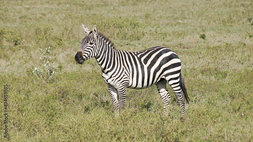 The plain zebra walks and grazes on the green plains of Kenya. Zebra in the pasture.