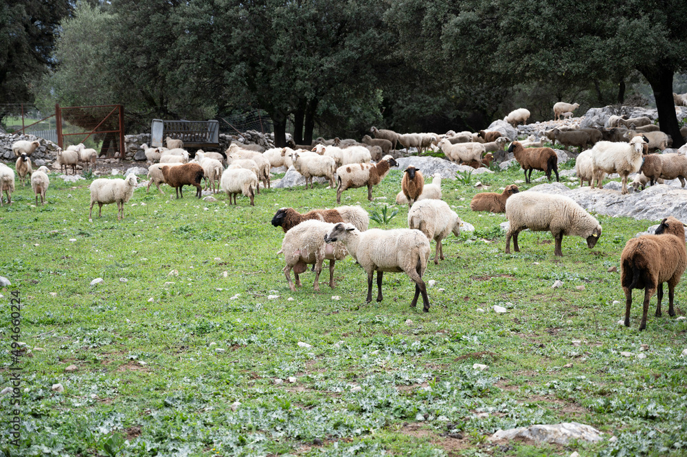 Rebaño de ovejas pasastando oen la pradera Rebaño de ovejas pasastando oen la pradera