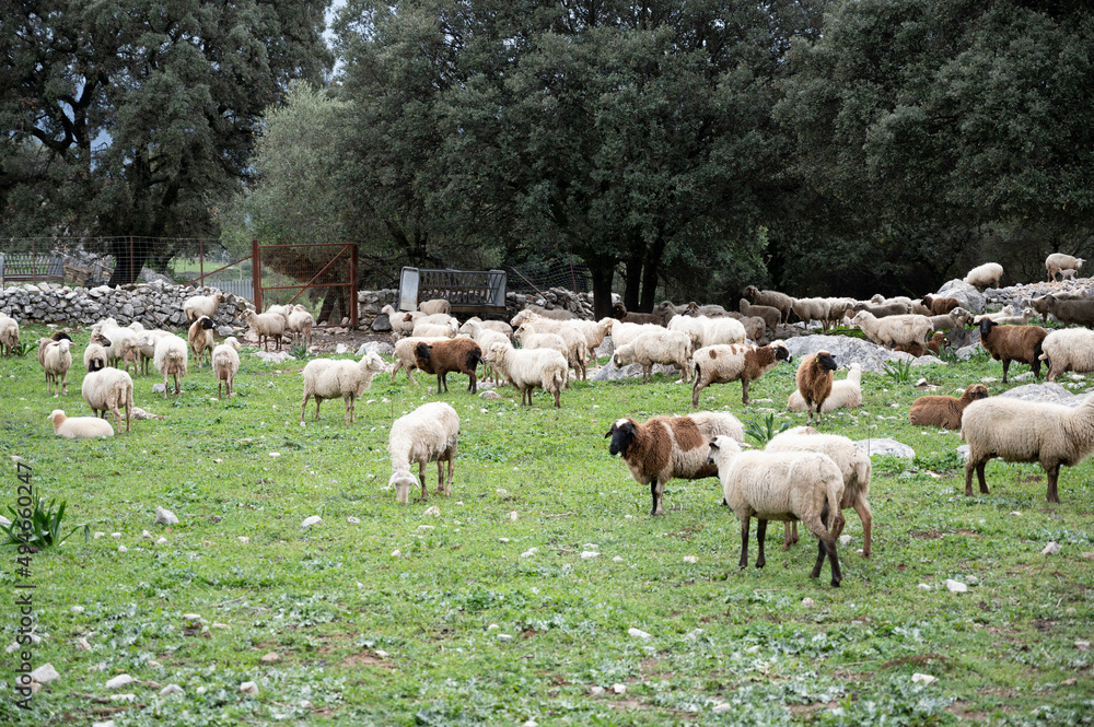 Fototapeta premium Rebaño de ovejas pasastando oen la pradera